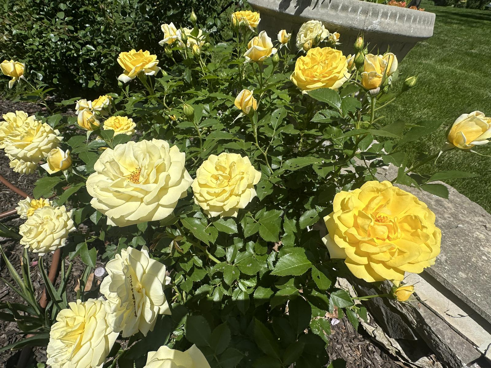 Death Cafe Columbia MO